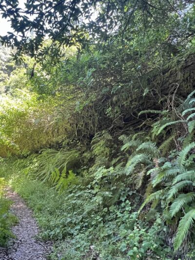 Razorback Ridge Trail - Portola Valley, CA