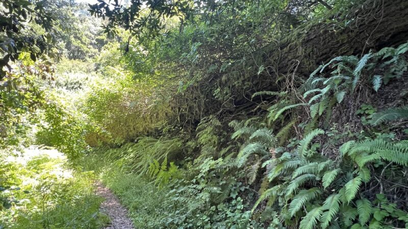 Razorback Ridge Trail - Portola Valley, CA