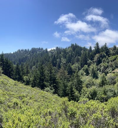 Razorback Ridge Trail - Portola Valley, CA