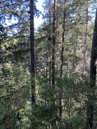 Razorback Ridge Trail - Portola Valley, CA