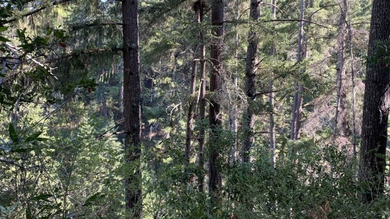 Razorback Ridge Trail - Portola Valley, CA