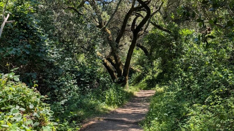 Shady Trail, Portola Valley, CA - Portola Valley, CA