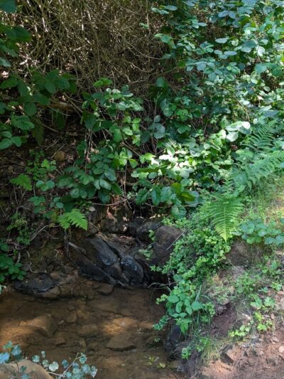 Shady Trail, Portola Valley, CA - Portola Valley, CA