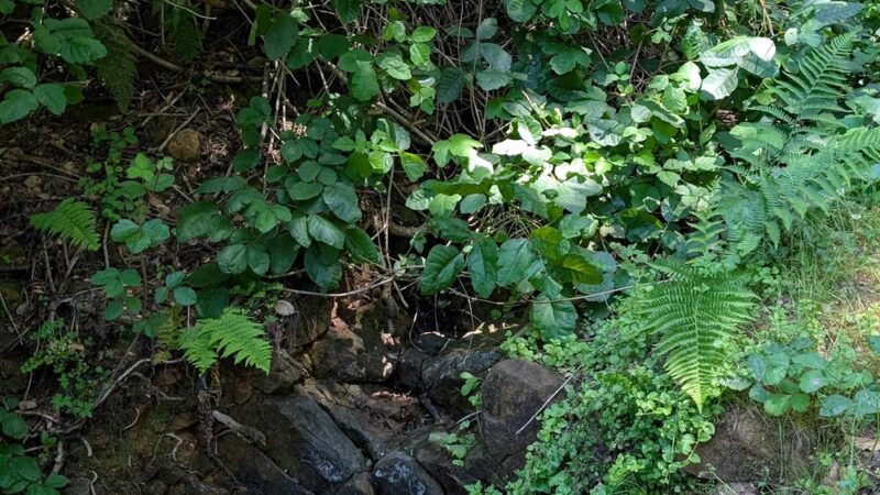 Shady Trail, Portola Valley, CA - Portola Valley, CA