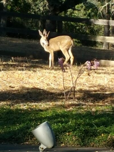 Shady Trail, Portola Valley, CA - Portola Valley, CA