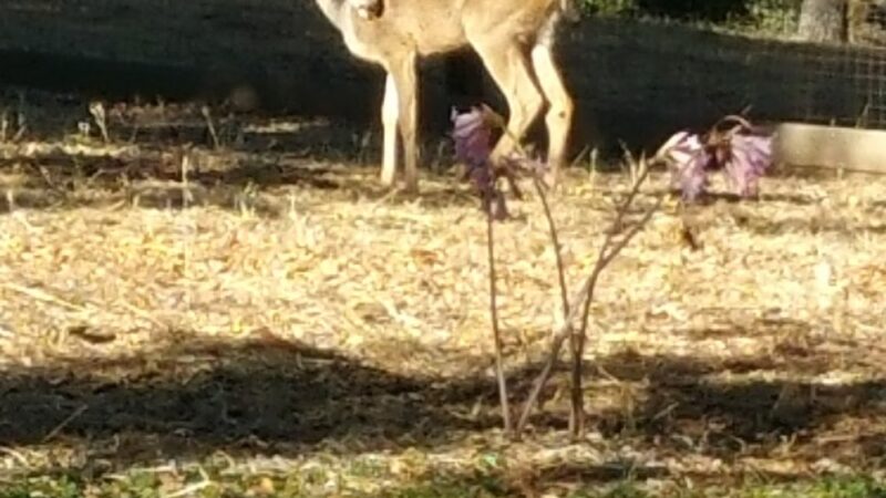Shady Trail, Portola Valley, CA - Portola Valley, CA