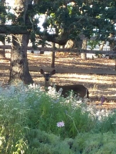 Shady Trail, Portola Valley, CA - Portola Valley, CA