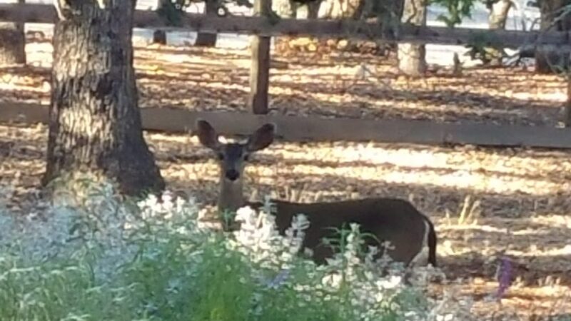 Shady Trail, Portola Valley, CA - Portola Valley, CA