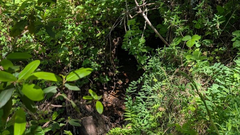 Shady Trail, Portola Valley, CA - Portola Valley, CA