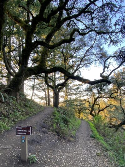 Windy Hill Open Space Preserve - Portola Valley, CA