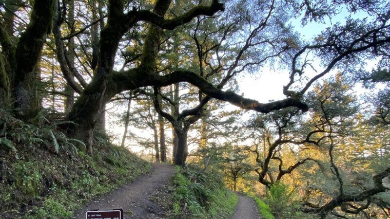 Windy Hill Open Space Preserve - Portola Valley, CA
