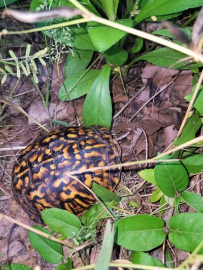 Paradise Creek - Portsmouth, VA