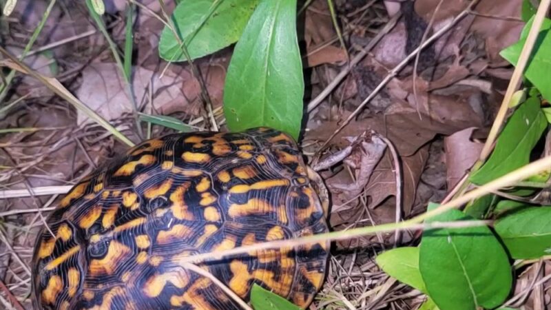 Paradise Creek - Portsmouth, VA