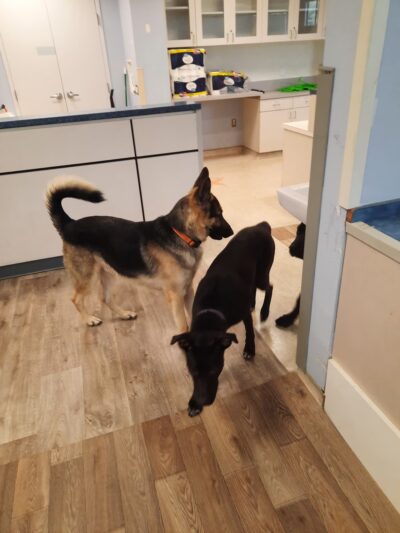 T.C. Canines, LLC - Portsmouth, VA