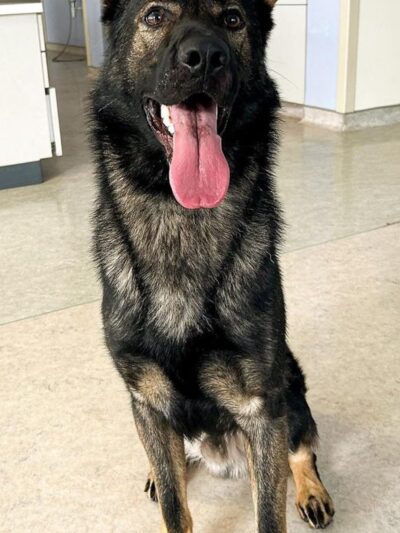 T.C. Canines, LLC - Portsmouth, VA