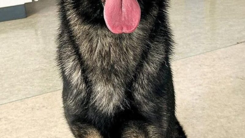 T.C. Canines, LLC - Portsmouth, VA