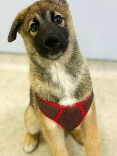 T.C. Canines, LLC - Portsmouth, VA