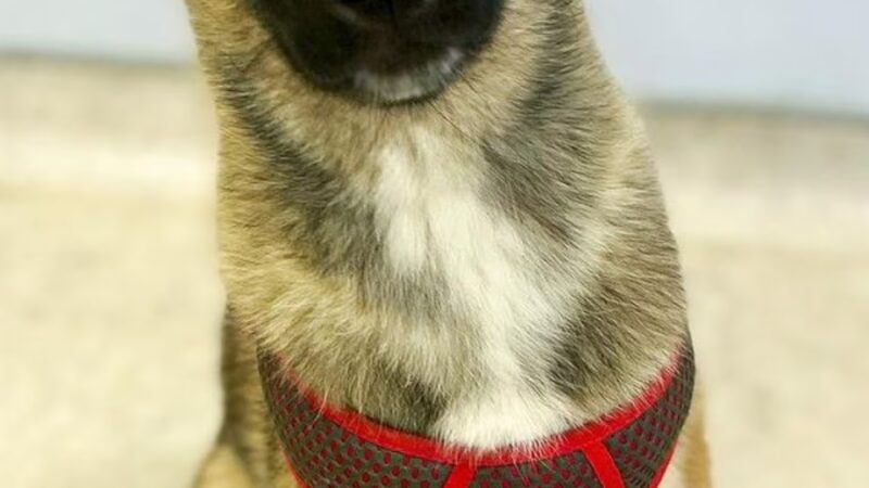 T.C. Canines, LLC - Portsmouth, VA
