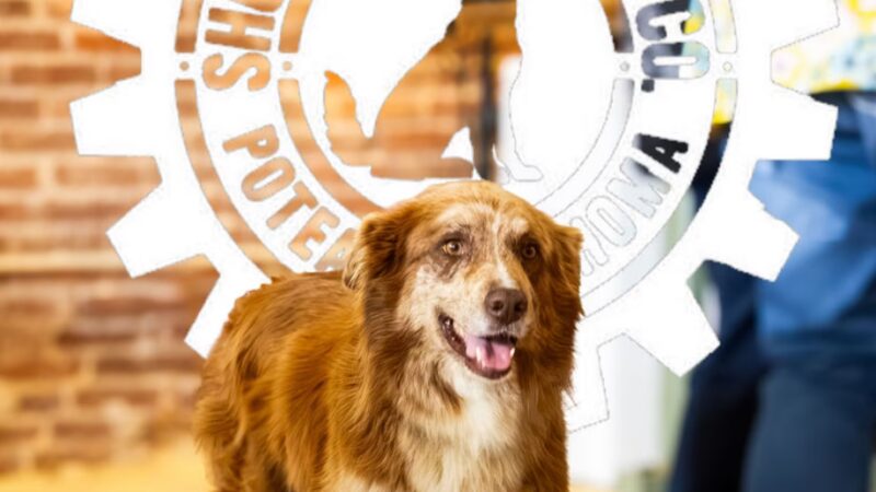 Shop Dog Brewing Co. - Poteau, OK