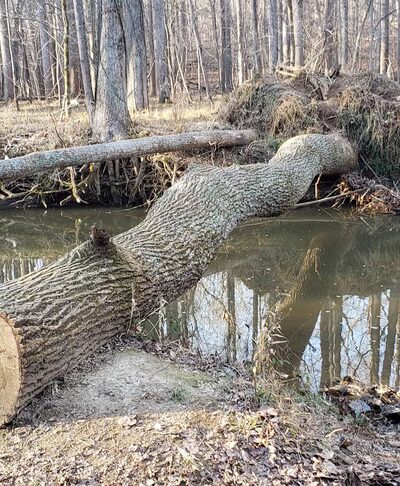 Gregerscroft Neighborhood Park - Potomac, MD