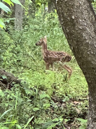 Watts Branch Park - Potomac, MD