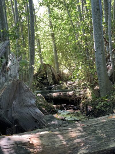 Dogfish Creek Trail - Poulsbo, WA