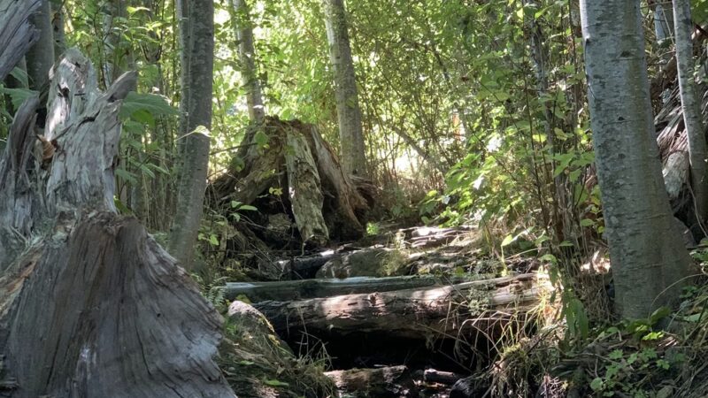 Dogfish Creek Trail - Poulsbo, WA