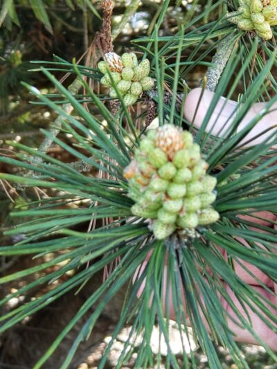 Net Shed Park - Poulsbo, WA