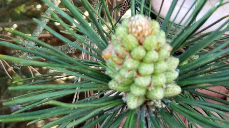 Net Shed Park - Poulsbo, WA