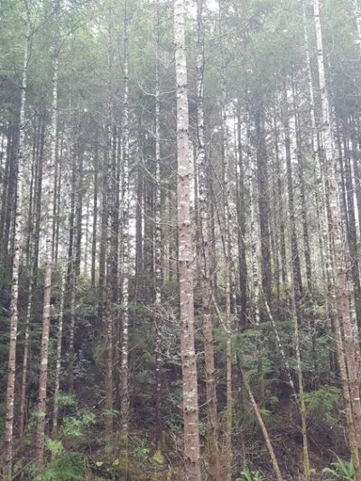 Pope Resc Trail Xroads, Gamble Bay Park#1 - Poulsbo, WA