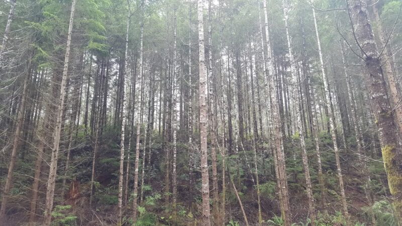 Pope Resc Trail Xroads, Gamble Bay Park#1 - Poulsbo, WA