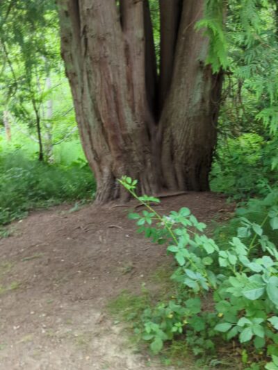 Poulsbo's Fish Park - Poulsbo, WA