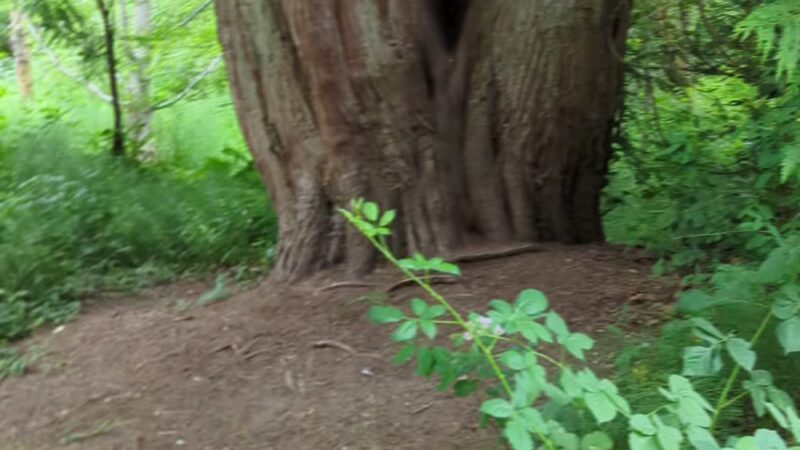 Poulsbo's Fish Park - Poulsbo, WA