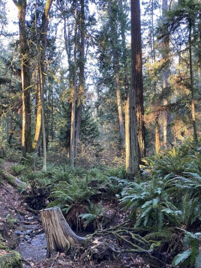 Poulsbo Wilderness Trail - Poulsbo, WA