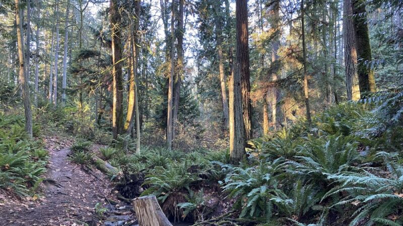 Poulsbo Wilderness Trail - Poulsbo, WA