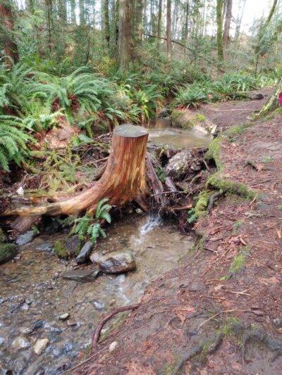 Poulsbo Wilderness Trail - Poulsbo, WA