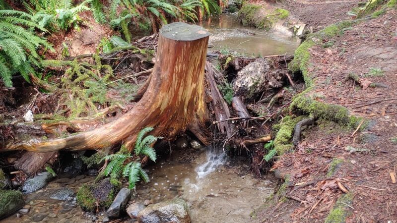 Poulsbo Wilderness Trail - Poulsbo, WA