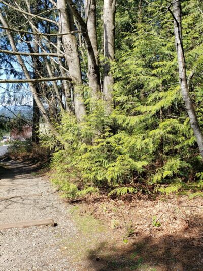 Poulsbo Wilderness Trail - Poulsbo, WA