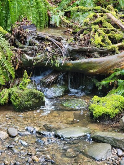 Poulsbo Wilderness Trail - Poulsbo, WA