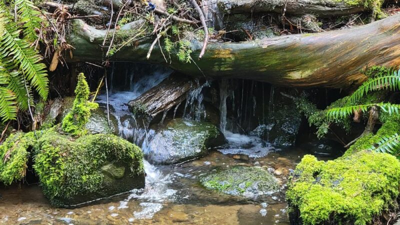 Poulsbo Wilderness Trail - Poulsbo, WA