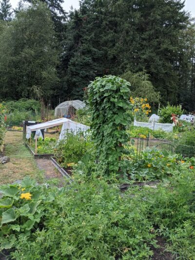 Raab Park Community P-Patch Garden - Poulsbo, WA