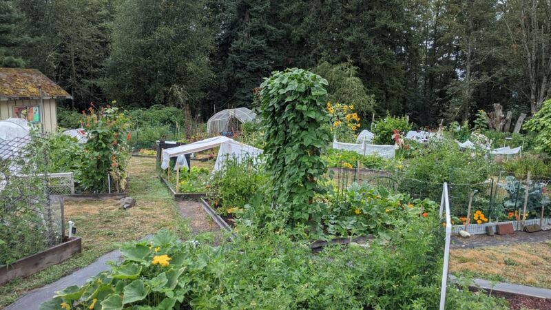Raab Park Community P-Patch Garden - Poulsbo, WA
