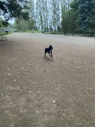 Raab Park Community P-Patch Garden - Poulsbo, WA