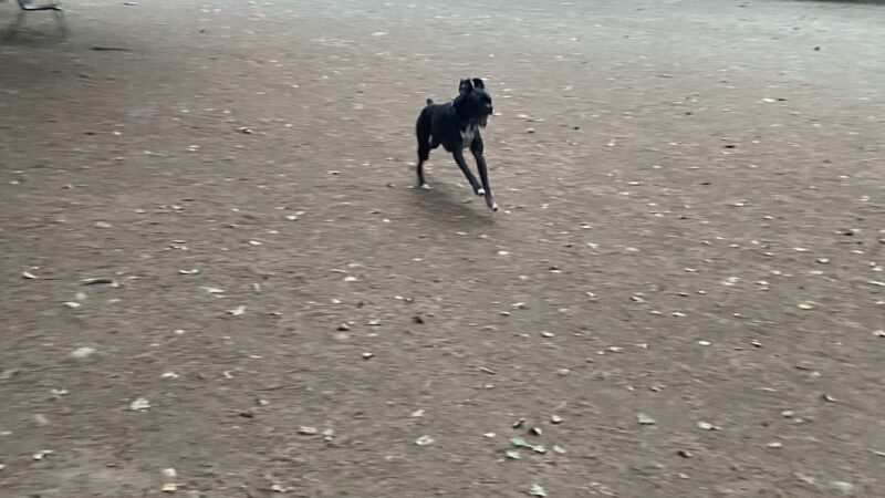 Raab Park Community P-Patch Garden - Poulsbo, WA