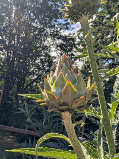 Raab Park Community P-Patch Garden - Poulsbo, WA