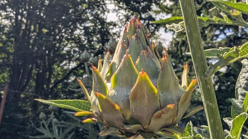 Raab Park Community P-Patch Garden - Poulsbo, WA