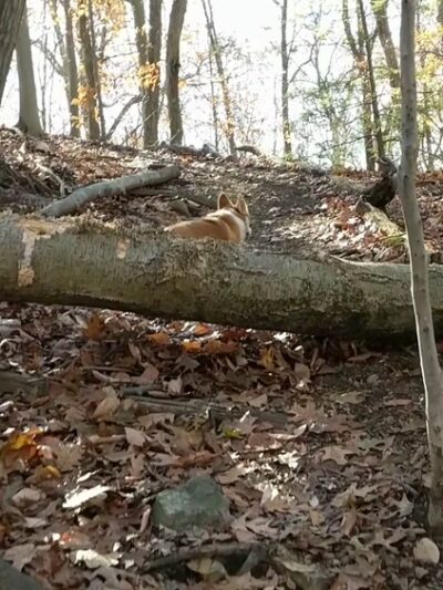 Zofnass Family Preserve - Pound Ridge, NY