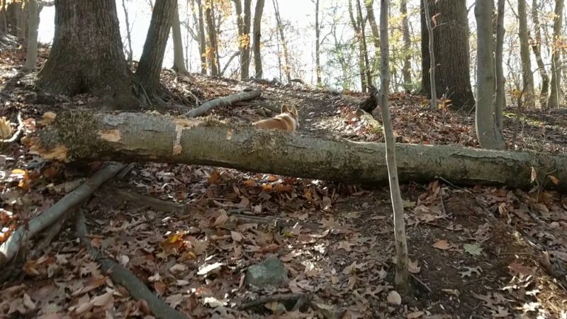 Zofnass Family Preserve - Pound Ridge, NY