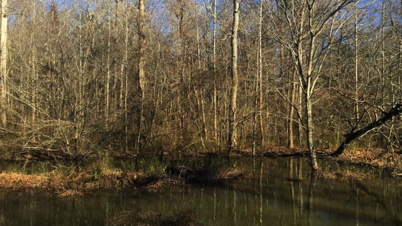 Lucille Creek Trail parking - Powder Springs, GA