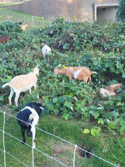 Silver Comet Trail - Linear Park Trailhead - Powder Springs, GA